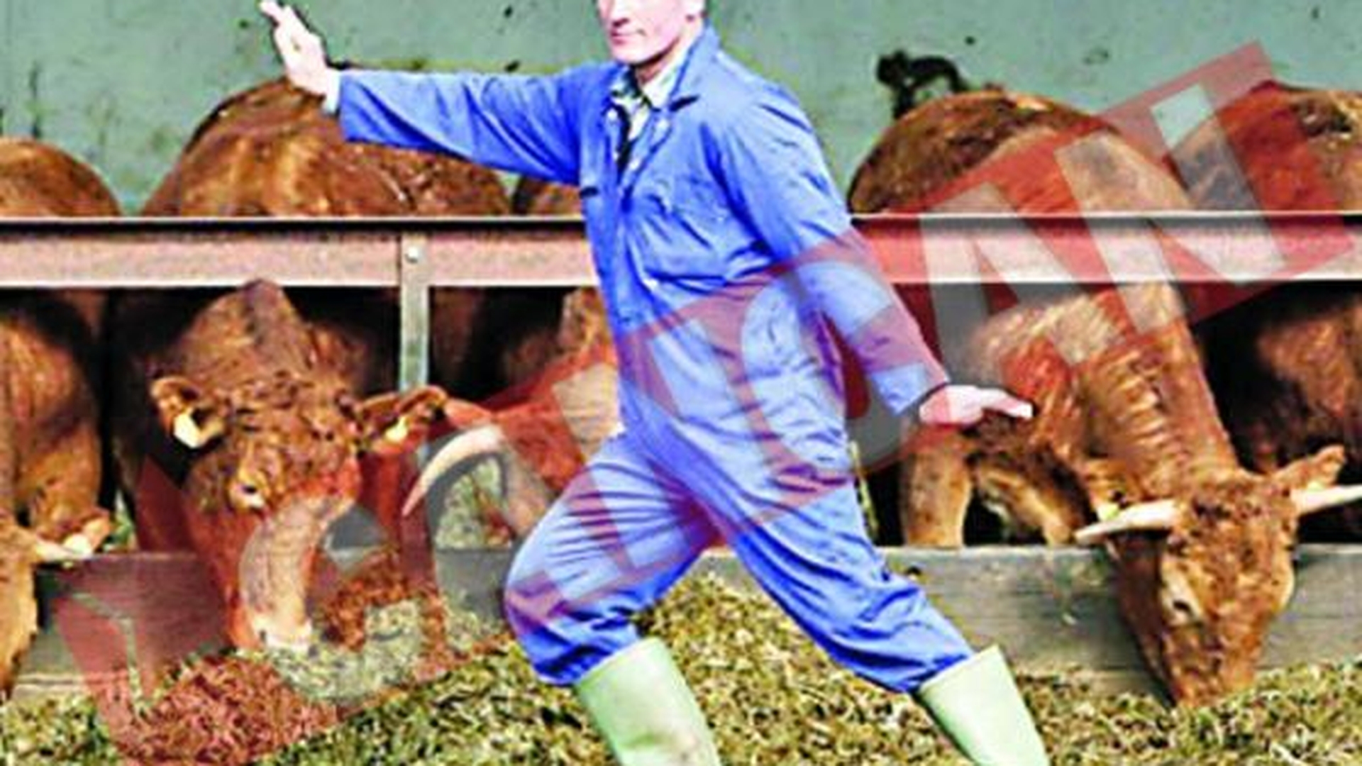Calmeaza vacile cu arte martiale