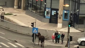 Imagini surprinzătoare din Craiova. A scos calul la plimbare prin centrul orașului. VIDEO