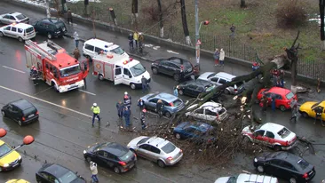 N-ai să crezi aşa ceva! Ce şoferi ghinionişti! Pe şoseaua Ştefan cel Mare din Capitală, a căzut un copac peste maşini!