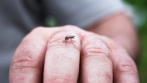 Un bărbat din Galați, infectat cu virusul West Nile. Recomandările de urgență ale doctorilor