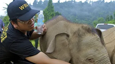 Imaginea care-ţi va frânge inima! Un pui de elefant încearcă disperat să-şi trezească mama ce a fost otrăvită!