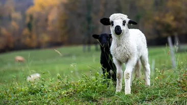 Cât a ajuns să coste un kilogram de carne de miel, cu aproape o lună înainte de Paște: ”Prețul a urcat considerabil!”