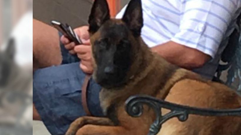 EMOŢIONANT! Un câine a înotat 10 kilometri şi a mers alţi 20 pentru a se întoarce la stăpânii săi