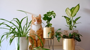Plantele pe care mulți români le țin în casă fără să știe pericolul. Pot fi toxice pentru câini și pisici