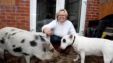 Micro-porcul unei britanice a crescut intr-un an cat cainele!
