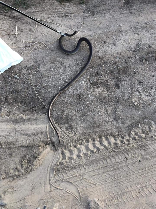 Șerpii capturați de jandarmi sunt eliberați în natură