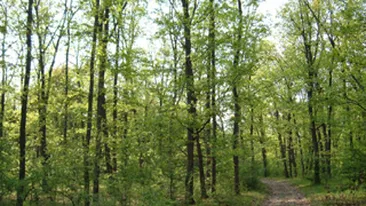 S-a impuscat singur, din greseala, cu o arma gasita in padure