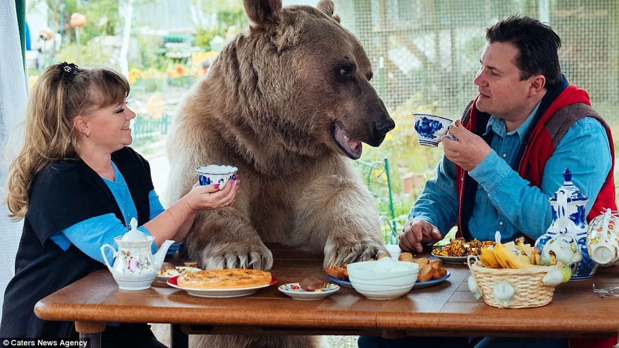 Un cuplu din Rusia locuieşte c-un urs! FOTO incredibile cu STEPAN, ursul care stă cu ei până şi la masă