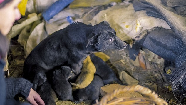 Acest câine maidanez a fost mutilat cu atât de multă cruzime, încât povestea a lăsat pe toată lumea în lacrimi! Cel din spatele atacului a fost numit „Măcelarul din Bucureşti“