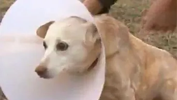 Si-a operat singur cainele, iar acum risca inchisoarea