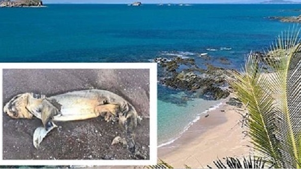 O creatură misterioasă, adusă pe o plajă din Australia! Oamenii sunt îngroziţi de animalul care are un cap "plat şi rotund"