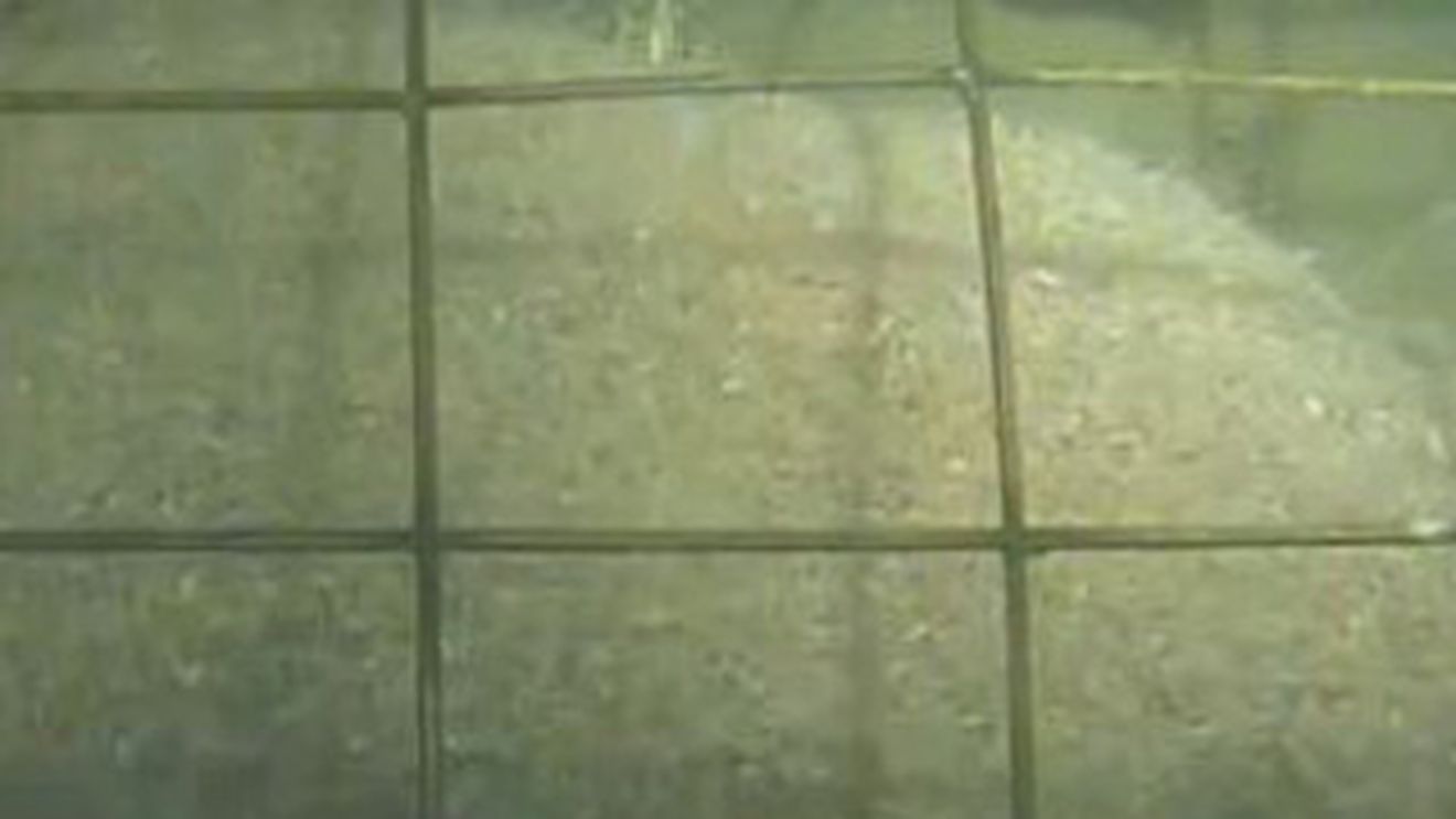 DACA NU AI STOMACUL TARE, NU TE UITA LA ACEST VIDEOCLIP! Cele mai crunte momente prin care poate trece un porc!