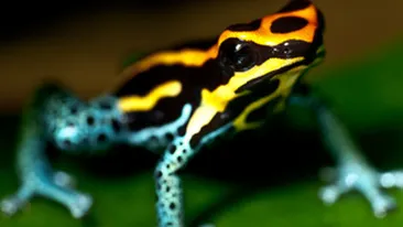 Broastele raioase simt cutremurele cu cateva zile inainte!