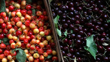 Scandalos! Cât au ajuns să coste cireșele de-abia apărute pe piață. Unii români nu-și permit să cumpere nici măcar jumătate de kilogram