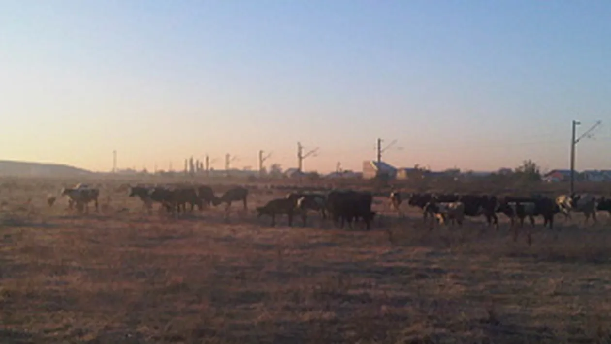 Tudor Chirila filmeaza un videoclip pe camp, printre vaci!