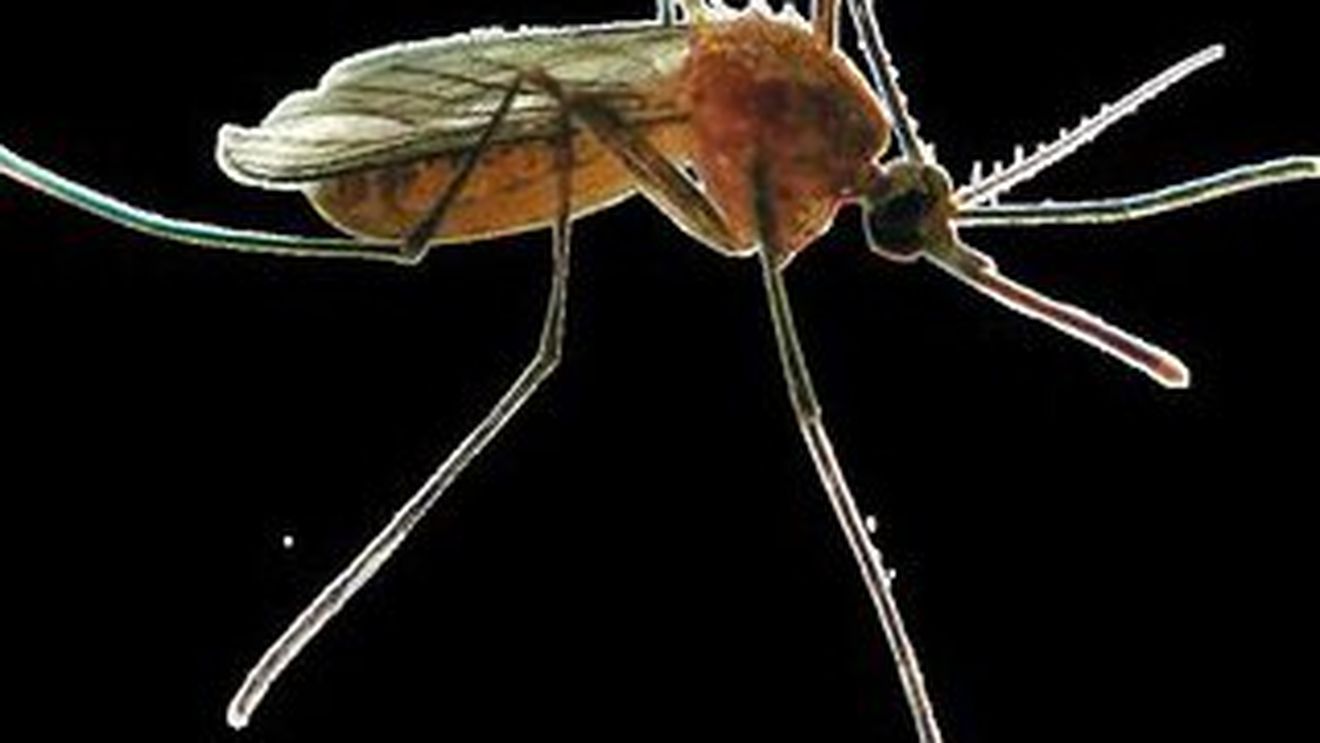 West Nile a imbolnavit 15 romani
