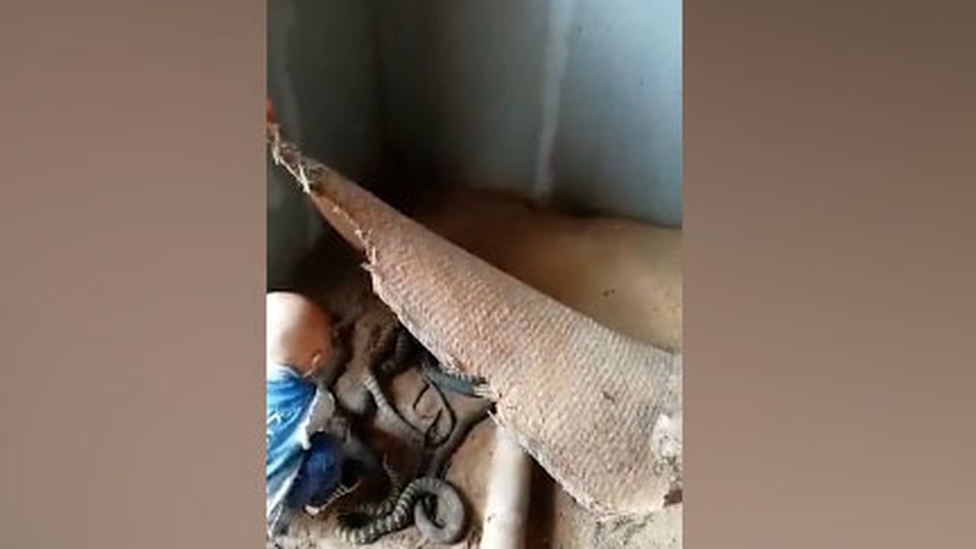 Un băiețel a găsit un cuib de șerpi, după care... Ce a putut să facă micuțul cu periculoasele reptile
