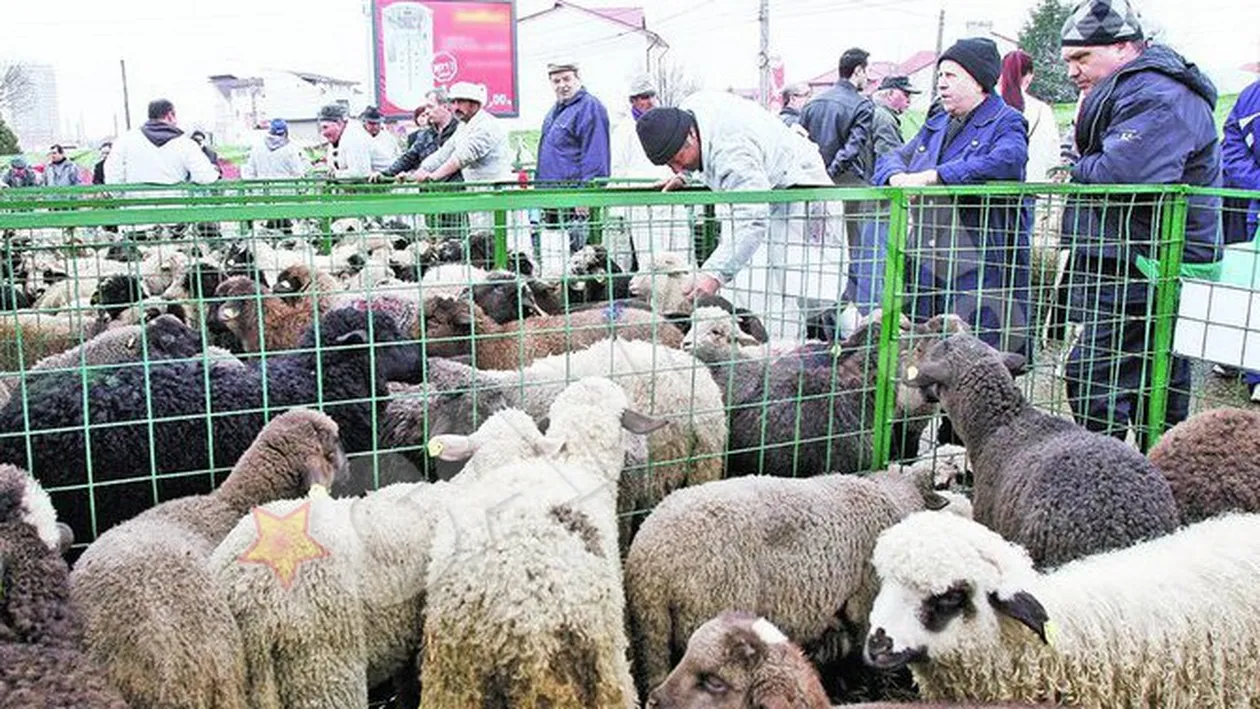 Unde gasesti cea mai ieftina carne de miel