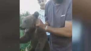 Șocant! S-au filmat în timp ce chinuiau un pui de urs