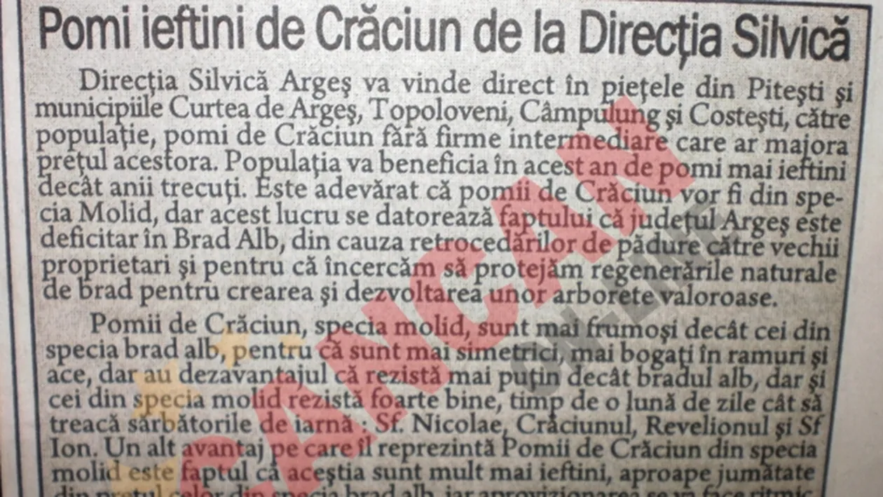 Bradul-molid castigator in batalia contra bradului alb