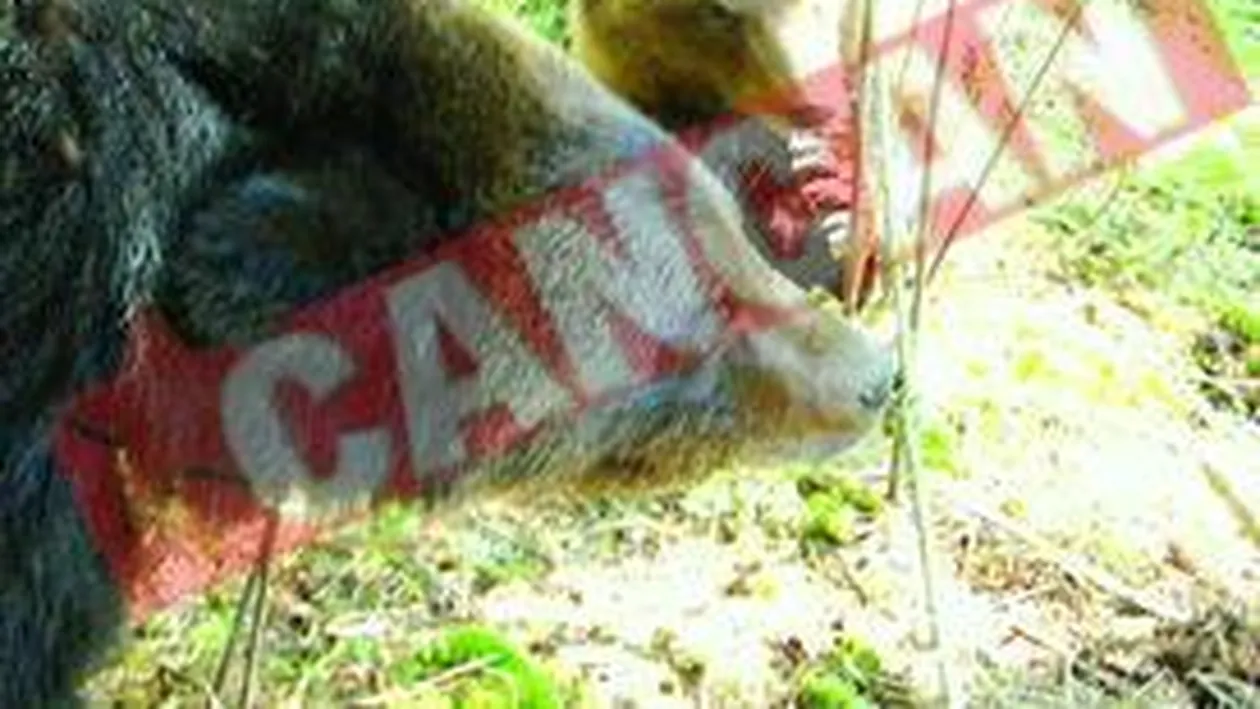 Safari cu Mos Martin, o afacere care poate aduce moartea