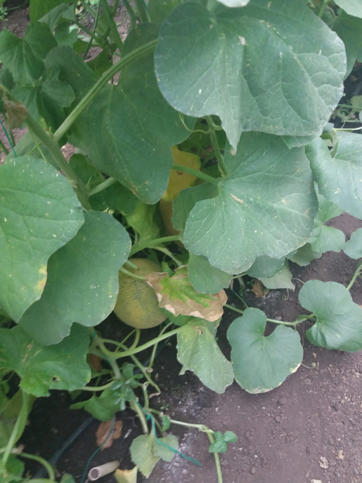 Pepenii crescuți pe verticală ar asigura o producție dublă față de cei cultivați tradițional
