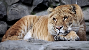 Copil de 5 ani, mușcat de un ligru la o grădină zoologică privată din Suceava. Micuțul a fost transportat de urgență la spital