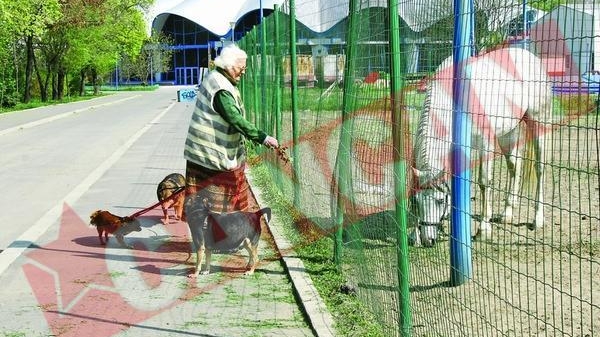 Menajeria circului se pregateste de stramutare