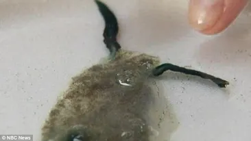 Doamne, ce am putut să văd? Creatura jumătate meduză, jumătate melc care a aruncat în aer lumea biologilor marini!