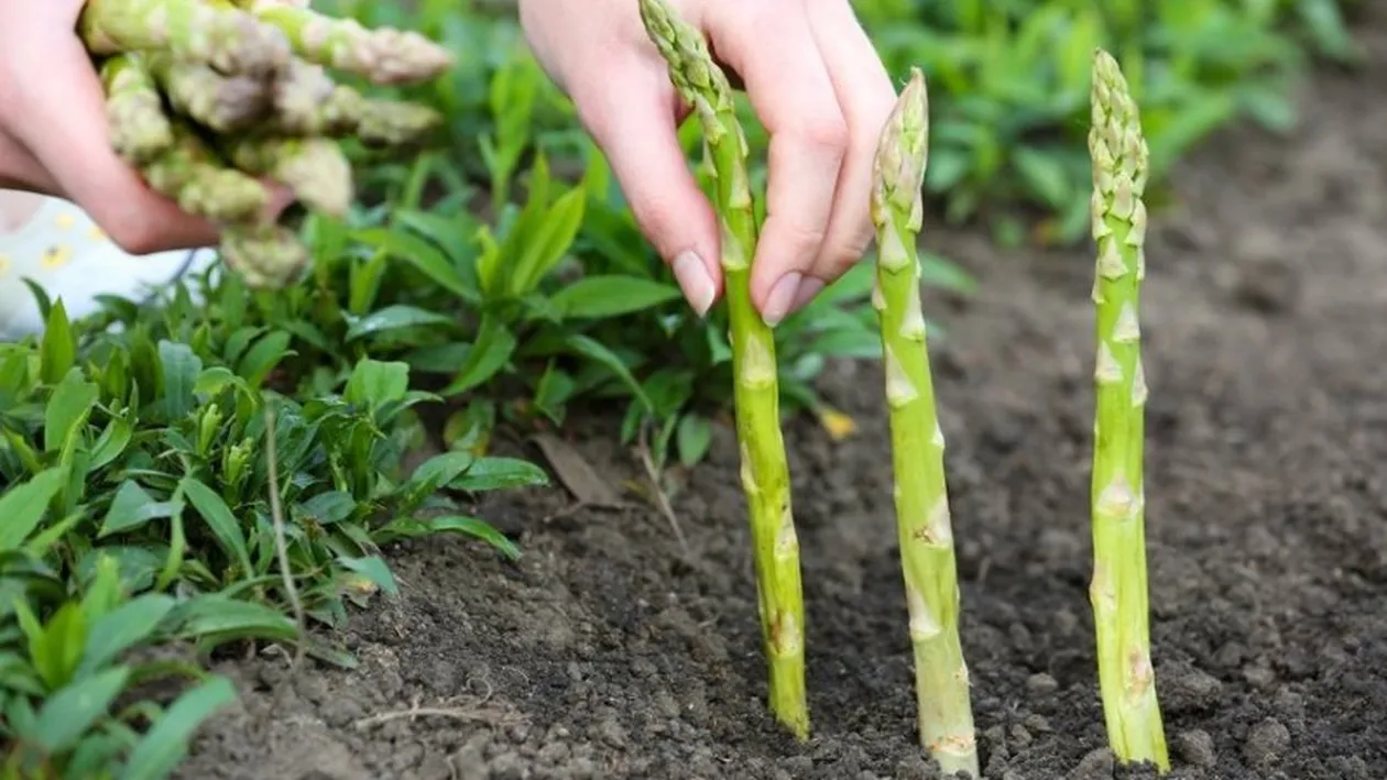 Cât câștigă muncitorii români sezonieri care culeg sparanghel în Germania: ”În funcție de vreme, de orele suplimentare...”