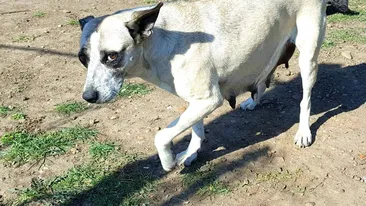 Zeci de oameni vor să adopte cățelușa care a încălzit copilul dispărut din Rast, Dolj