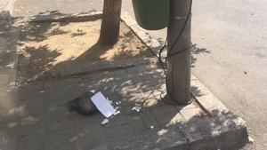 Cum s-a răzbunat o femeie pe un bucureștean care și-a aruncat gunoiul în mijlocul străzii. Acum îl va ști o țară întreagă