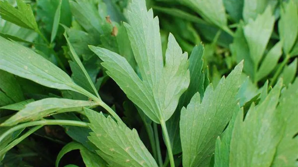 Beneficiile uluitoare ale leuşteanului! Medicament redutabil, doctorii din toată lumea au dat ok-ul!