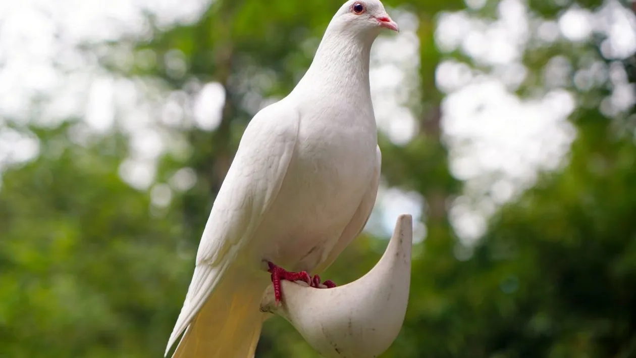 Pandemia a lovit puternic în buzunarul nuntașilor! Dacă în anii trecuți porumbeii albi erau la mare căutare, acum aceștia au dispărut din planurile mirilor. „Nu mai vor să dea banii pe asta”