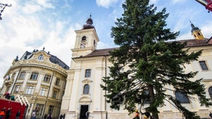 Bradul de Crăciun a fost instalat în Sibiu. Are 80 de ani şi 20 de metri înălţime