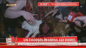Oana Lis a primit de ziua ei...un cocoşel: "Cred că Iulia Albu o să fie invidioasă". Viorel s-a simţit atacat. Vezi ce a zis