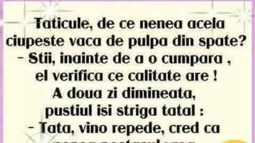 BANCUL ZILEI | De ce se ciupesc vacile de pulpa din spate?