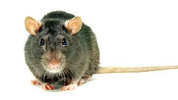 Un copil de un an din Vaslui a fost internat in spital dupa ce a fost muscat de un sobolan