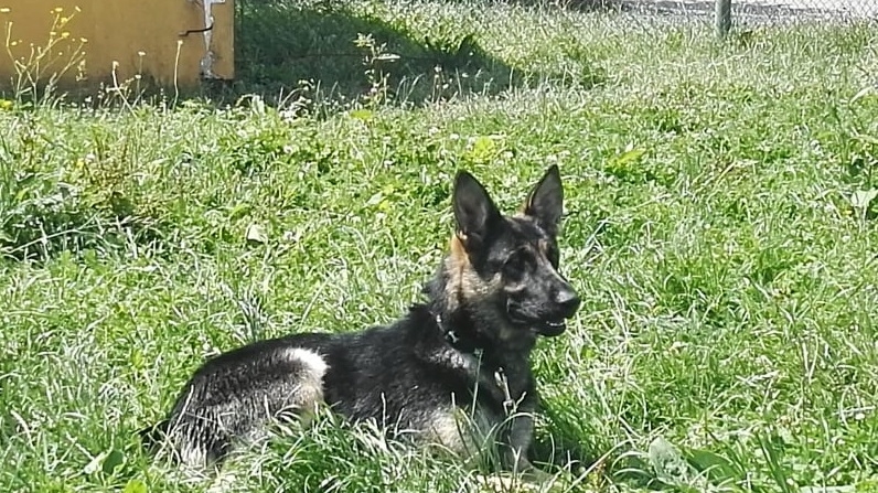 Un doljean care furase 11 oi a fost prins cu ajutorul câinelui de urmă Veva