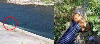 Alertă pe Valea Oltului! O conductă ar deversa apă uzată direct în râul Olt