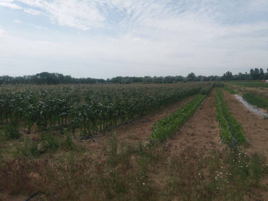 Producătorii se plâng că pepenii nu sunt profitabili