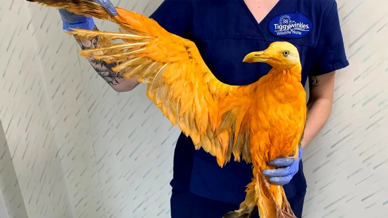 Au găsit această pasăre portocalie pe marginea drumului și au dus-o la veterinar. Acolo, surpriză: Ce era pasărea exotică, de fapt