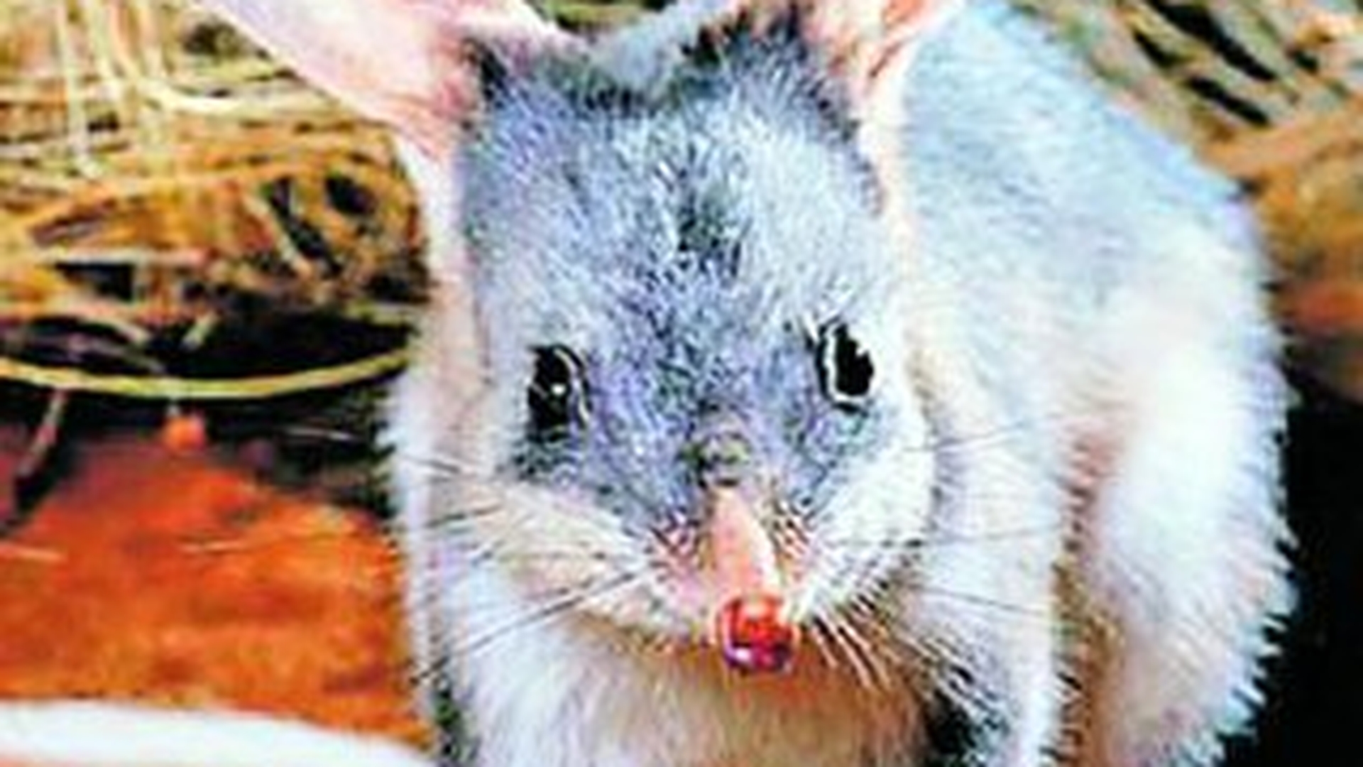 Australienii urasc Iepurasul de Paste