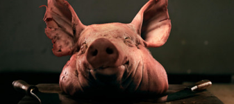 Saga capetelor de porc continuă. Un al doilea incident tip Cosa Nostra la proprietățile cofondatorului AUR, Marius Lulea