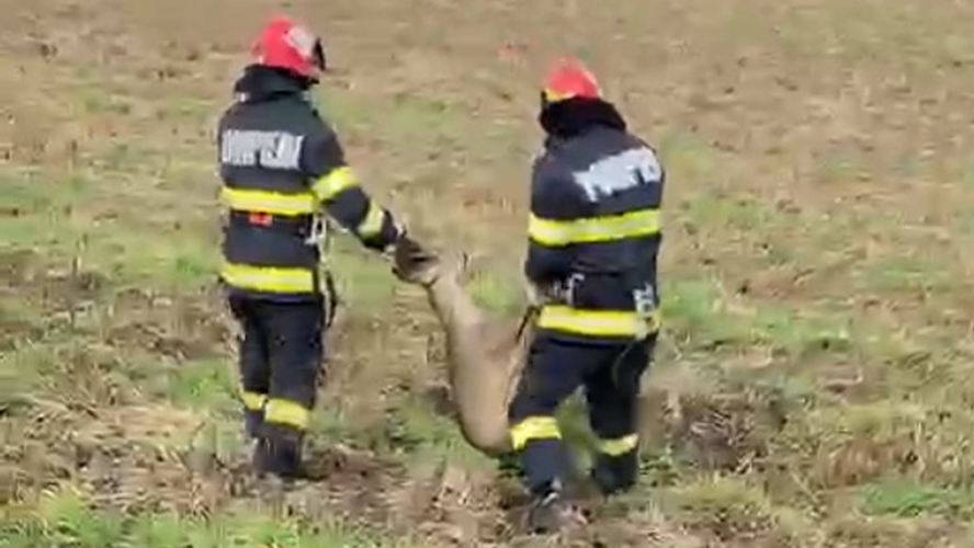 Operațiune de salvare emoționantă! Pompierii din Arad au scos o căprioară care era captivă într-un canal