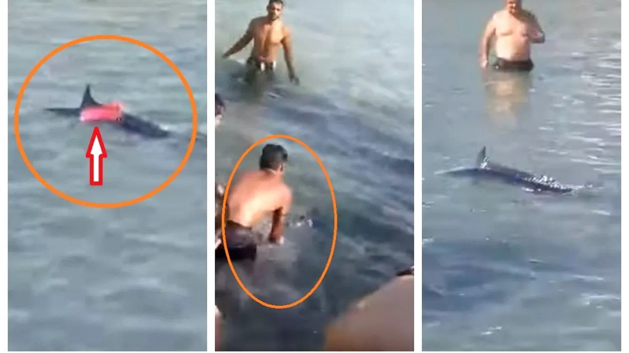 Scene revoltătoare pe o plajă cunoscută din Grecia. Mai mulți turişti au fost filmaţi în timp ce omorau un peşte-spadă cu pietre
