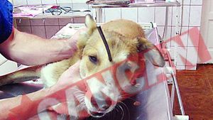 I-au batut un cui In cap unui maidanez