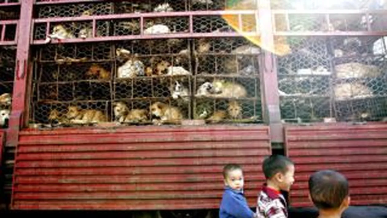 Autoritatile chineze vor sa interzica prin lege consumul de carne de pisica si de caine
