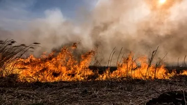 Incendiu puternic în Delta Dunării. Ard 10 hectare de vegetație uscată