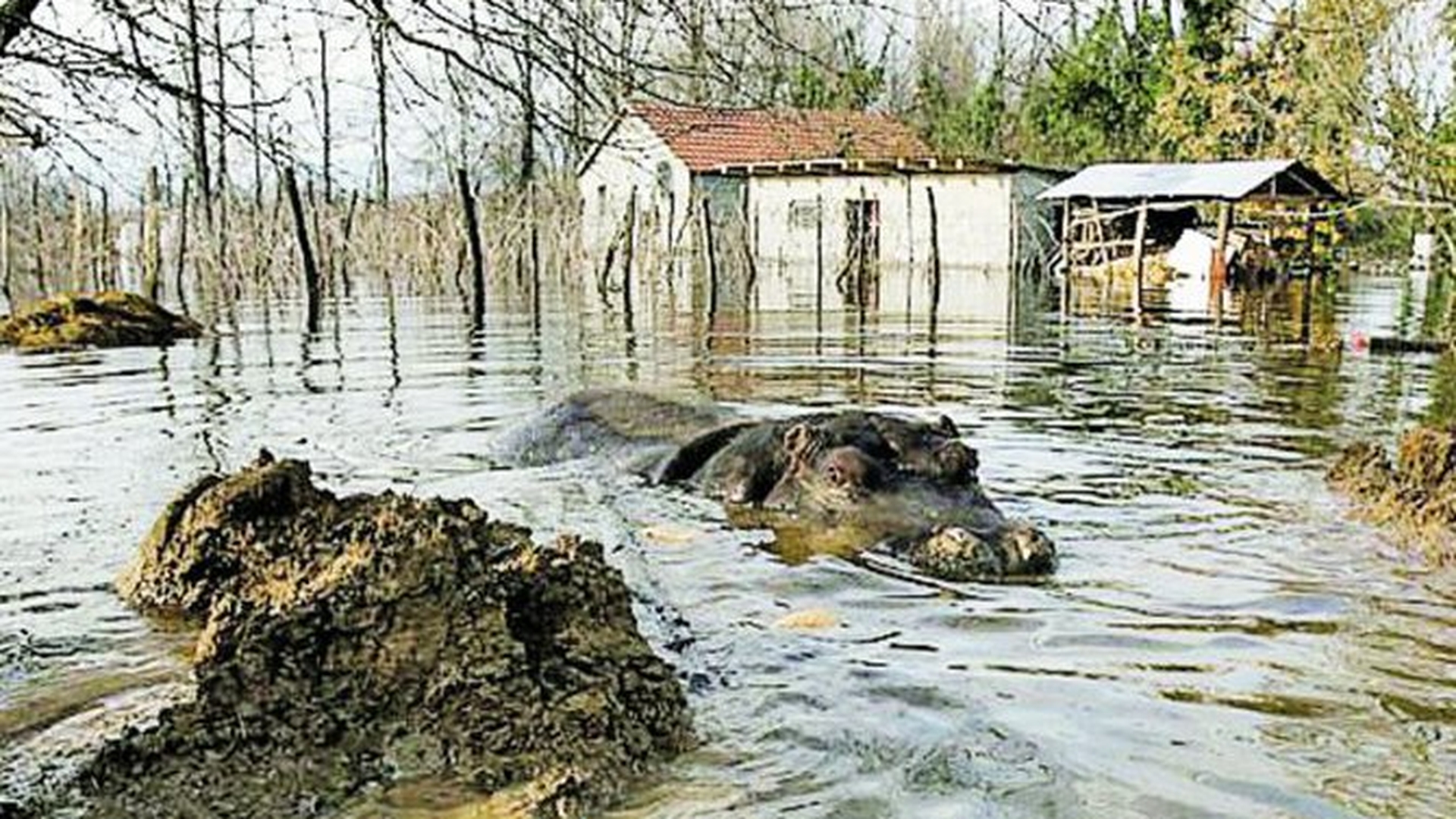 Un hipopotam a evadat dintr-un parc zoo inundat: "Gata, ma mut la vecini"